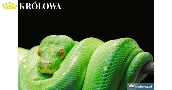 Wąż Biblia